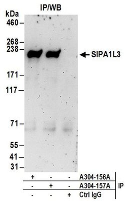 SIPA1L3 Rabbit anti-Human, Polyclonal, Bethyl Laboratories 10 &mu;L | Buy Online | Bethyl Laboratories, Inc | Fisher Scientific