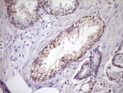 SIRPA Mouse anti-Human, Clone: OTI7B3, lyophilized, TrueMAB 100 &mu;g;