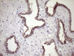 SIRPA Mouse anti-Human, Clone: OTI7B3, lyophilized, TrueMAB 100 &mu;g;