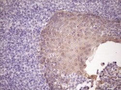 SIRPA Mouse anti-Human, Clone: OTI7B3, lyophilized, TrueMAB 100 &mu;g;
