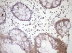 SIRPA Mouse anti-Human, Clone: OTI7B3, lyophilized, TrueMAB 100 &mu;g;