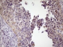 SIRPA Mouse anti-Human, Clone: OTI7B3, lyophilized, TrueMAB 100 &mu;g;