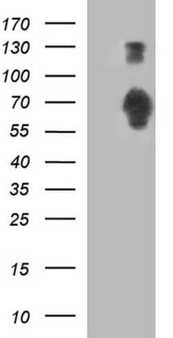 SIRPA Monoclonal Antibody (OTI1H1), TrueMAB , OriGene 30 &mu;L; Unconjugated:Antibodies,