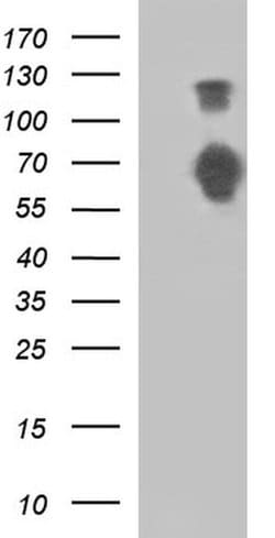 SIRPA Monoclonal Antibody (OTI1C6), TrueMAB , OriGene 100 &mu;L; Unconjugated:Antibodies,