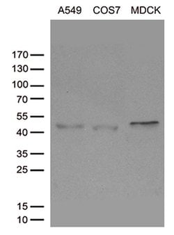 SIRPB1 Monoclonal Antibody (OTI3G8), TrueMAB , OriGene 30 &mu;L; Unconjugated:Antibodies,