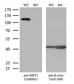 SIRT1 Monoclonal Antibody (OTI1H1), TrueMAB , OriGene 100 &mu;L; Unconjugated:Antibodies,