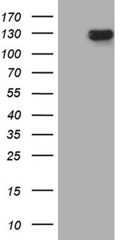 SIRT1 Monoclonal Antibody (OTI12H3), TrueMAB , OriGene 100 &mu;L; Unconjugated:Antibodies,