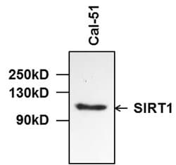 Invitrogen SIRT1 Monoclonal Antibody (1F3) 100 &mu;L; Unconjugated:Antibodies,