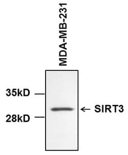 Invitrogen SIRT3 Monoclonal Antibody (K.830.1) 100 &mu;L; Unconjugated:Antibodies,