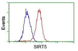 SIRT5 Monoclonal Antibody (OTI 1G9), TrueMAB , OriGene:Antibodies:Primary