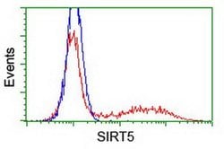 SIRT5 Monoclonal Antibody (OTI 2E12), TrueMAB , OriGene:Antibodies:Primary