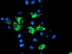 SIRT5 Monoclonal Antibody (OTI2C4), TrueMAB , OriGene 100 &mu;L; Unconjugated:Antibodies,