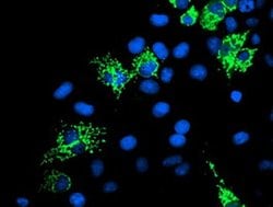 SIRT5 Monoclonal Antibody (OTI2A11), TrueMAB , OriGene 100 &mu;L; Unconjugated:Antibodies,