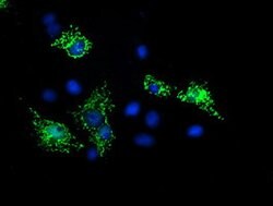 SIRT5 Mouse anti-Human, Clone: OTI1B6, lyophilized, TrueMAB 100 &mu;g;