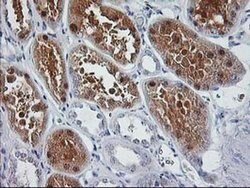 SIRT5 Monoclonal Antibody (OTI2A11), TrueMAB , OriGene 100 &mu;L; Unconjugated:Antibodies,