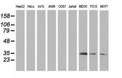 SIRT5 Monoclonal Antibody (OTI 1G9), TrueMAB , OriGene 100 &mu;L; Unconjugated:Antibodies,
