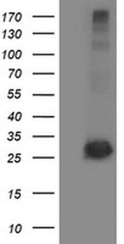 SIRT5 Monoclonal Antibody (OTI2A11), TrueMAB , OriGene 100 &mu;L; Unconjugated:Antibodies,