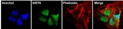 Invitrogen SIRT6 Monoclonal Antibody (2G1H1) 100 &mu;g; Unconjugated:Antibodies,