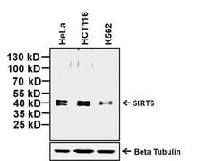 Invitrogen SIRT6 Monoclonal Antibody (2G1H1) 100 &mu;g; Unconjugated:Antibodies,
