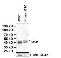 Invitrogen SIRT6 Monoclonal Antibody (2G1H1) 100 &mu;g; Unconjugated:Antibodies,