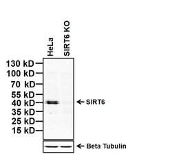 Invitrogen SIRT6 Monoclonal Antibody (2G1H1) 100 &mu;g; Unconjugated:Antibodies,