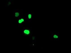 SIRT6 Mouse anti-Human, Clone: OTI1G3, liquid, TrueMAB 30 &mu;L; Unconjugated:Antibodies,