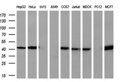 SIRT6 Mouse anti-Human, Clone: OTI1G3, liquid, TrueMAB 30 &mu;L; Unconjugated:Antibodies,