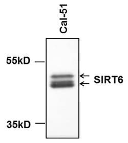 Invitrogen SIRT6 Monoclonal Antibody (2G1H1) 100 &mu;g; Unconjugated:Antibodies,