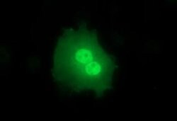 SIVA1 Monoclonal Antibody (OTI1C9), TrueMAB , OriGene 100 &mu;L; Unconjugated:Antibodies,