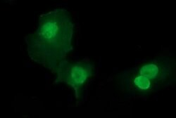 SIVA1 Mouse anti-Human, Clone: OTI2E4, lyophilized, TrueMAB 100 &mu;g;