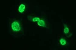 SIVA1 Monoclonal Antibody (OTI2D3), TrueMAB , OriGene:Antibodies:Primary
