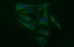 SIVA1 Monoclonal Antibody (OTI2B7), TrueMAB , OriGene 100 &mu;L; Unconjugated:Antibodies,