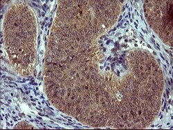SIVA1 Mouse anti-Human, Clone: OTI2E4, lyophilized, TrueMAB 100 &mu;g;
