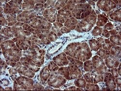 SIVA1 Mouse anti-Human, Clone: OTI2E4, lyophilized, TrueMAB 100 &mu;g;