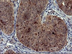 SIVA1 Mouse anti-Human, Clone: OTI1G8, lyophilized, TrueMAB 100 &mu;g;