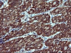 SIVA1 Monoclonal Antibody (OTI1G8), TrueMAB , OriGene 100 &mu;L; Unconjugated:Antibodies,