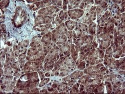 SIVA1 Monoclonal Antibody (OTI2F8), TrueMAB , OriGene:Antibodies:Primary