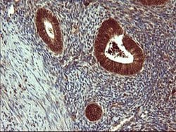 SIVA1 Monoclonal Antibody (OTI2F8), TrueMAB , OriGene 100 &mu;L; Unconjugated:Antibodies,