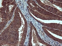 SIVA1 Monoclonal Antibody (OTI2F8), TrueMAB , OriGene 100 &mu;L; Unconjugated:Antibodies,