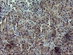 SIVA1 Monoclonal Antibody (OTI2D3), TrueMAB , OriGene 100 &mu;L; Unconjugated:Antibodies,