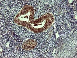 SIVA1 Monoclonal Antibody (OTI2B7), TrueMAB , OriGene 100 &mu;L; Unconjugated:Antibodies,