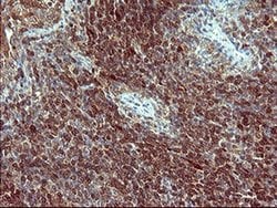 SIVA1 Monoclonal Antibody (OTI2B7), TrueMAB , OriGene 100 &mu;L; Unconjugated:Antibodies,