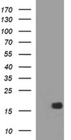 SIVA1 Monoclonal Antibody (OTI1C9), TrueMAB , OriGene 100 &mu;L; Unconjugated:Antibodies,