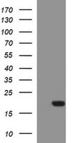 SIVA1 Mouse anti-Human, Clone: OTI1B10, liquid, TrueMAB 100 &mu;L; Unconjugated:Antibodies,