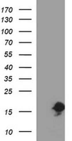 SIVA1 Monoclonal Antibody (OTI1G8), TrueMAB , OriGene 100 &mu;L; Unconjugated:Antibodies,