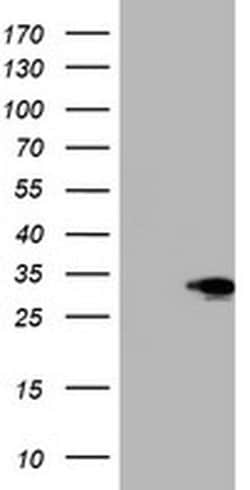 SIX1 Mouse anti-Human, Clone: OTI1H4, liquid, TrueMAB 100 &mu;L; Unconjugated:Antibodies,