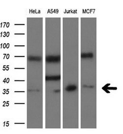 SIX1 Mouse anti-Human, Clone: OTI1H4, liquid, TrueMAB 100 &mu;L; Unconjugated:Antibodies,