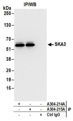 SKA3 Rabbit anti-Human, Polyclonal, Bethyl Laboratories 100 &mu;L; Unconjugated:Antibodies,