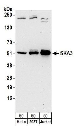 SKA3 Rabbit anti-Human, Polyclonal, Bethyl Laboratories 100 &mu;L; Unconjugated:Antibodies,