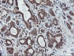 SKIL Monoclonal Antibody (OTI3E2), TrueMAB , OriGene 100 &mu;L; Unconjugated:Antibodies,